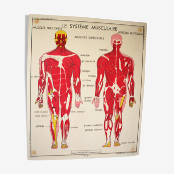 Affiche scolaire rossignol le système musculaire le système nerveux