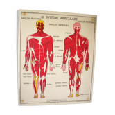 Poster school Nightingale the muscular system, the nervous system