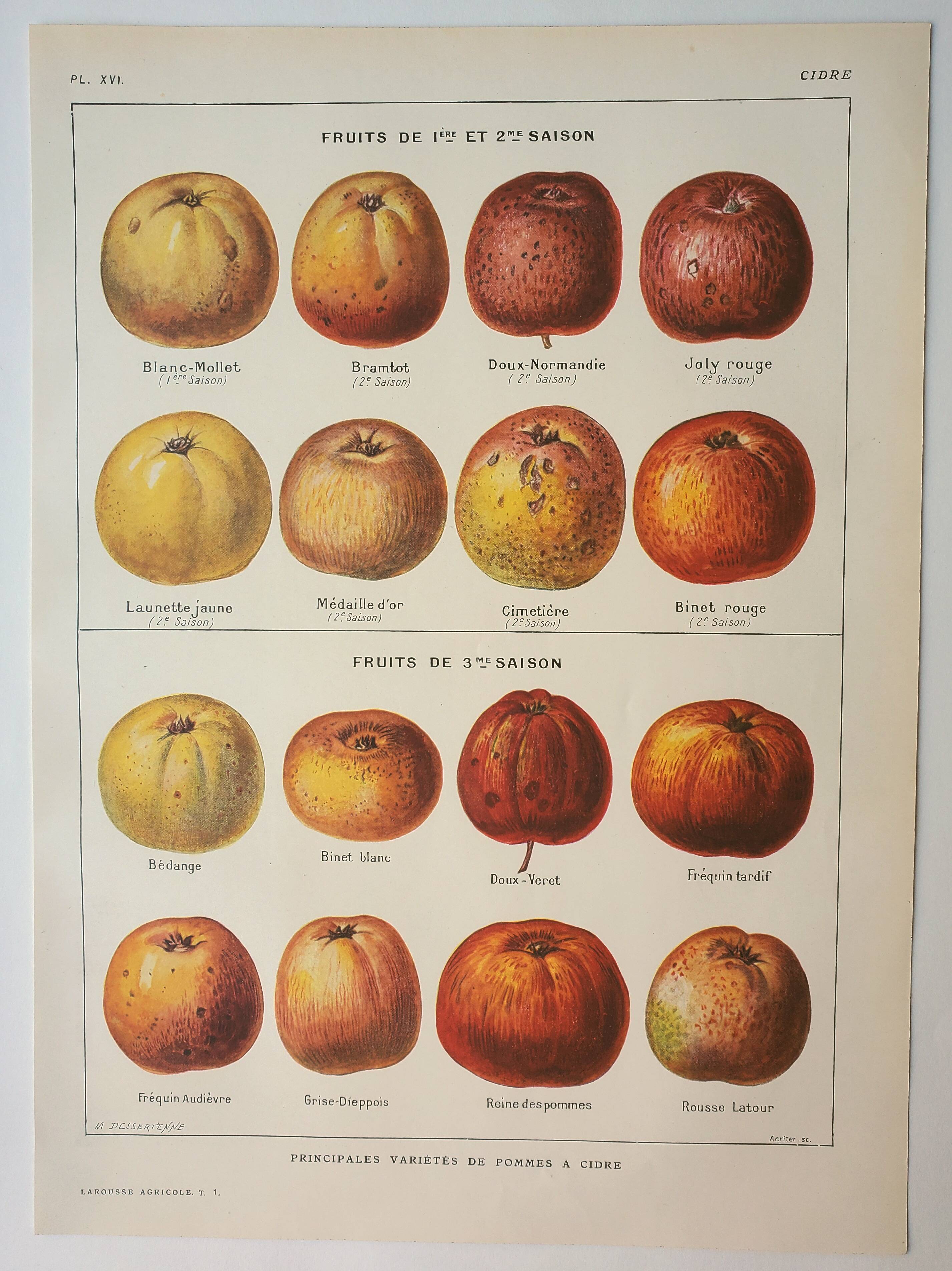 Old lithograph 1923, Cider apple, variety, fruit • Engraving, original illustration