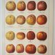 Old lithograph 1923, Cider apple, variety, fruit • Engraving, original illustration