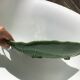 Exotic leaf fruit bowl