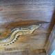 Antique Chinese Carved Export Chest – Dragon, Phoenix & Landscape Deco