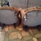 Pair of toad chairs
