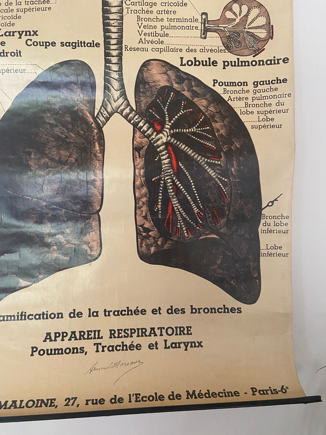 Anatomical chart of the respiratory system 1930s