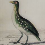 Original ornithological plate " Marouette - Caurale - &c... Buffon (1837)