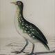 Original ornithological plate " Marouette - Caurale - &c... Buffon (1837)