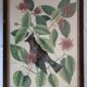 Lot of 2 old bird engravings - zoological plates by Seligmann & Catesby
