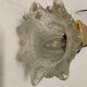 Murano Glass Brass Sconces Set of 2