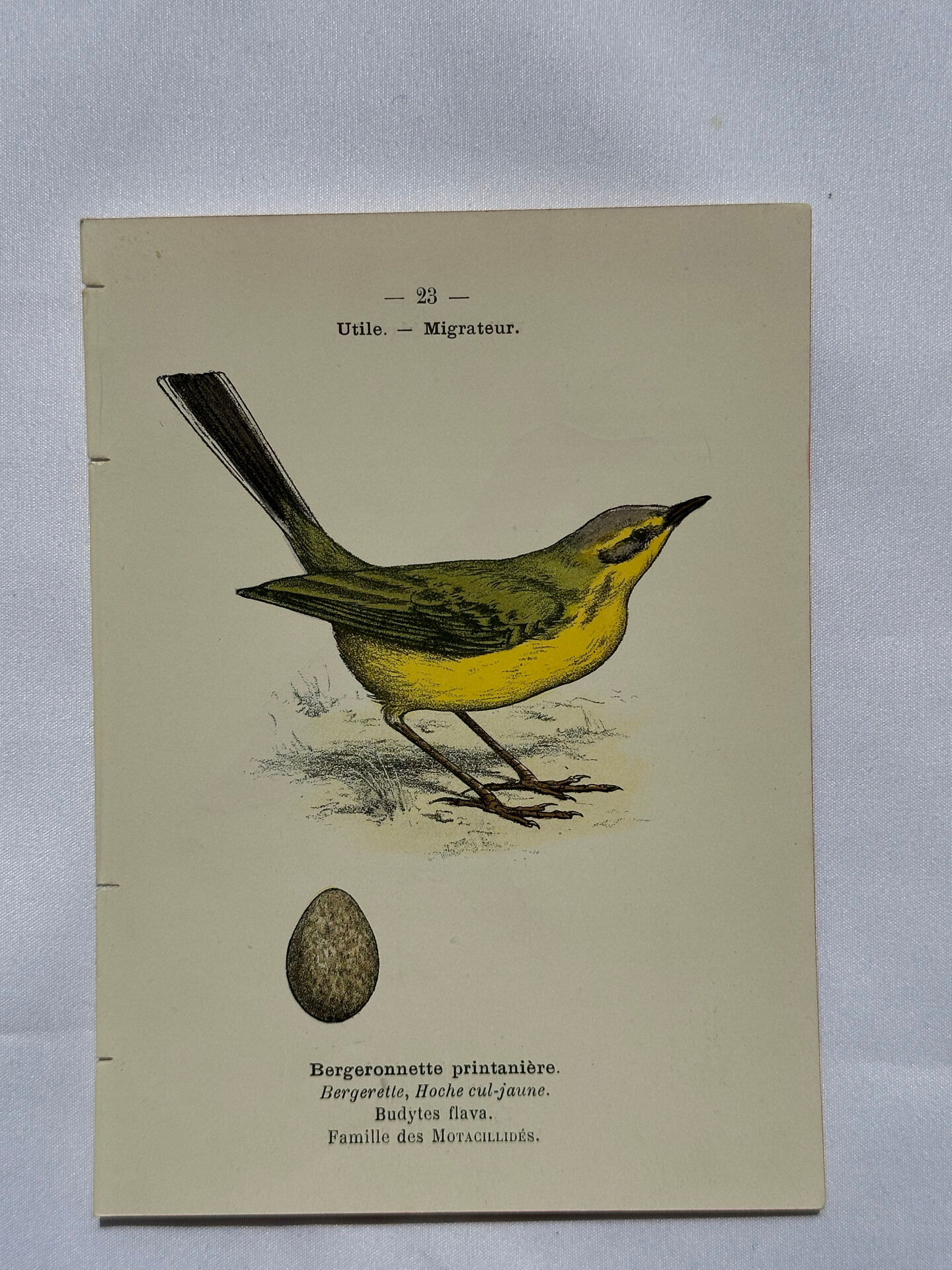 Planche Botanique Gravure oiseaux naturaliste ancienne 19eme