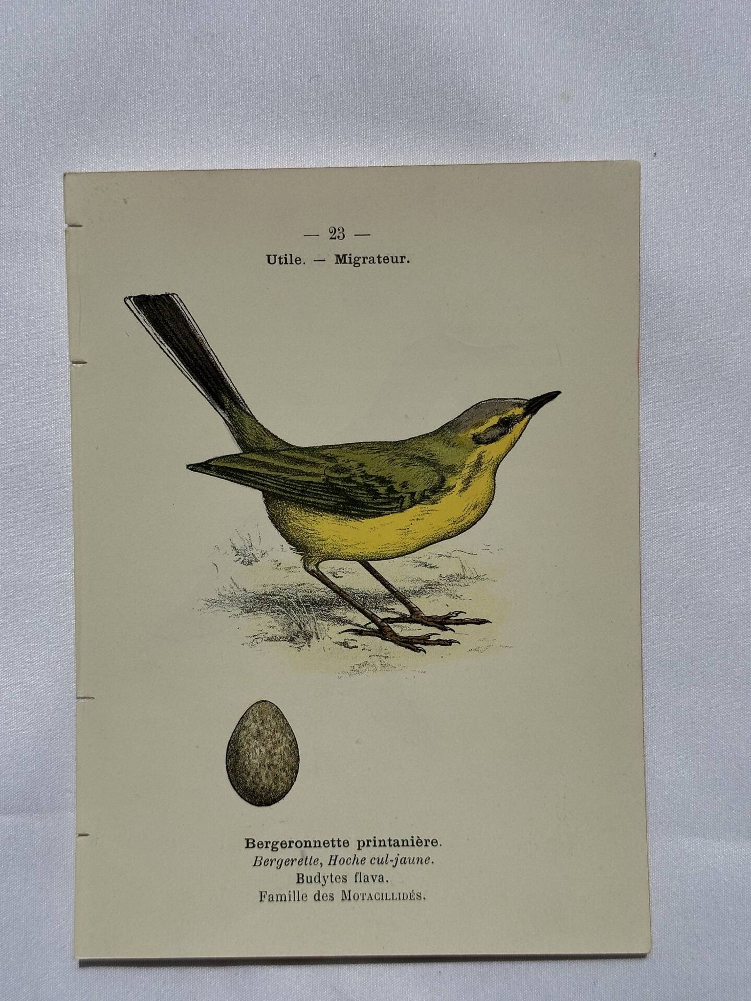 🐦 Botanical Plate Engraving of Birds, 19th Century Naturalist
