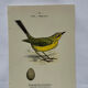 Planche Botanique Gravure oiseaux naturaliste ancienne 19eme