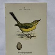 🐦 Botanical Plate Engraving of Birds, 19th Century Naturalist