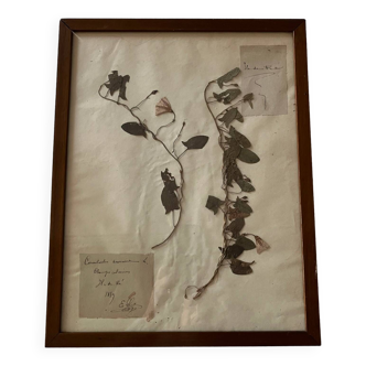 Framed 19th century herbarium