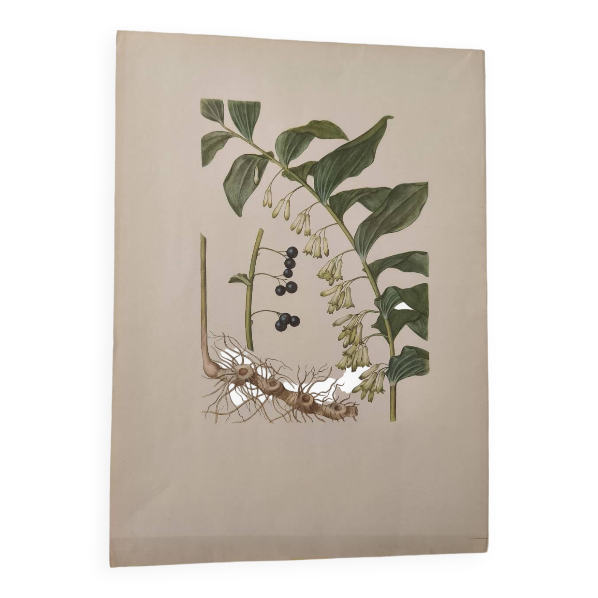 Old botanical illustration