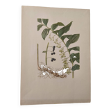 Old botanical illustration