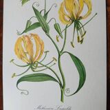 Set of 4 botanical posters