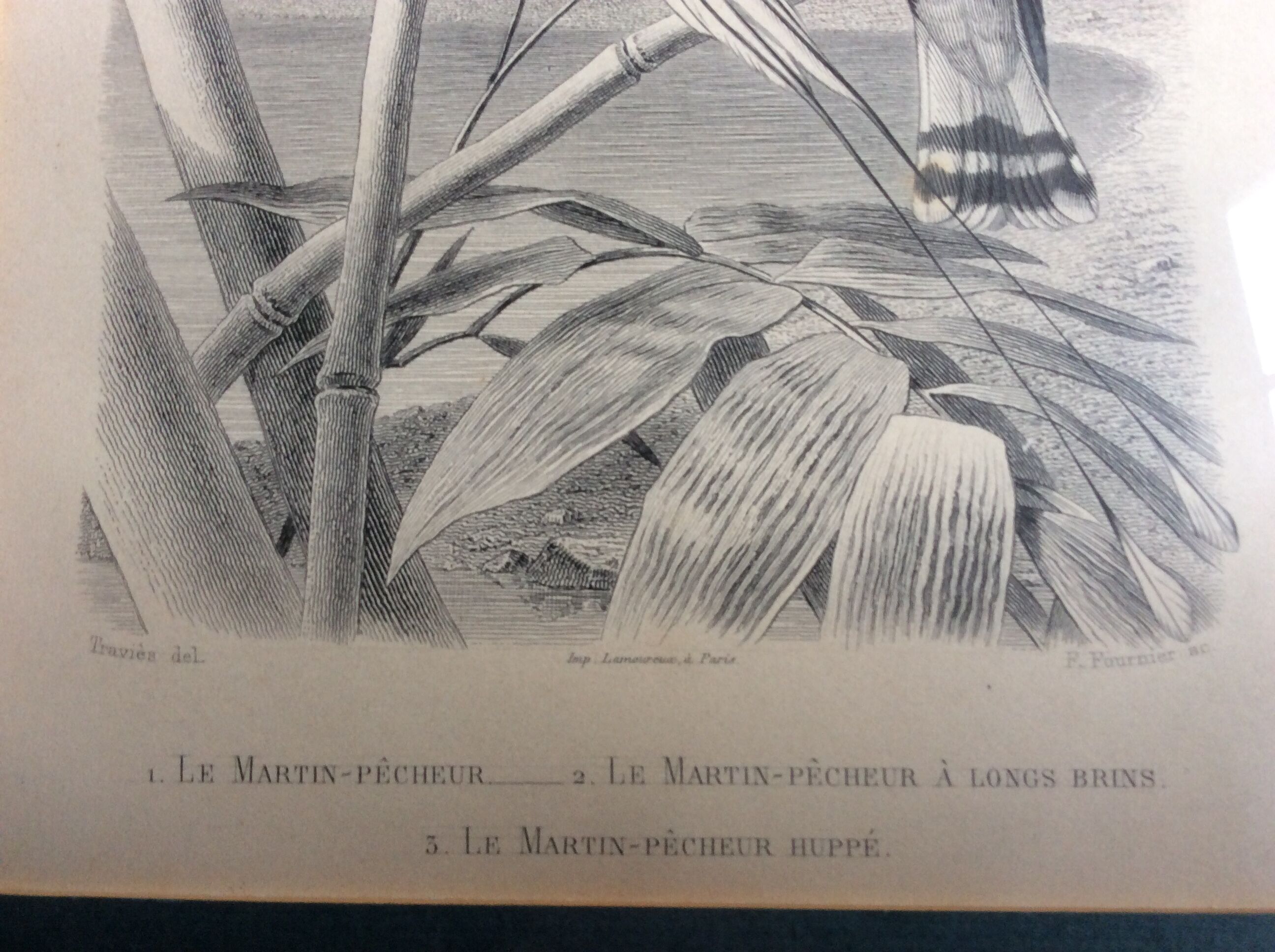 Bird engravings, bird illustration