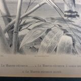 Bird engravings, bird illustration