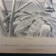 Bird engravings, bird illustration