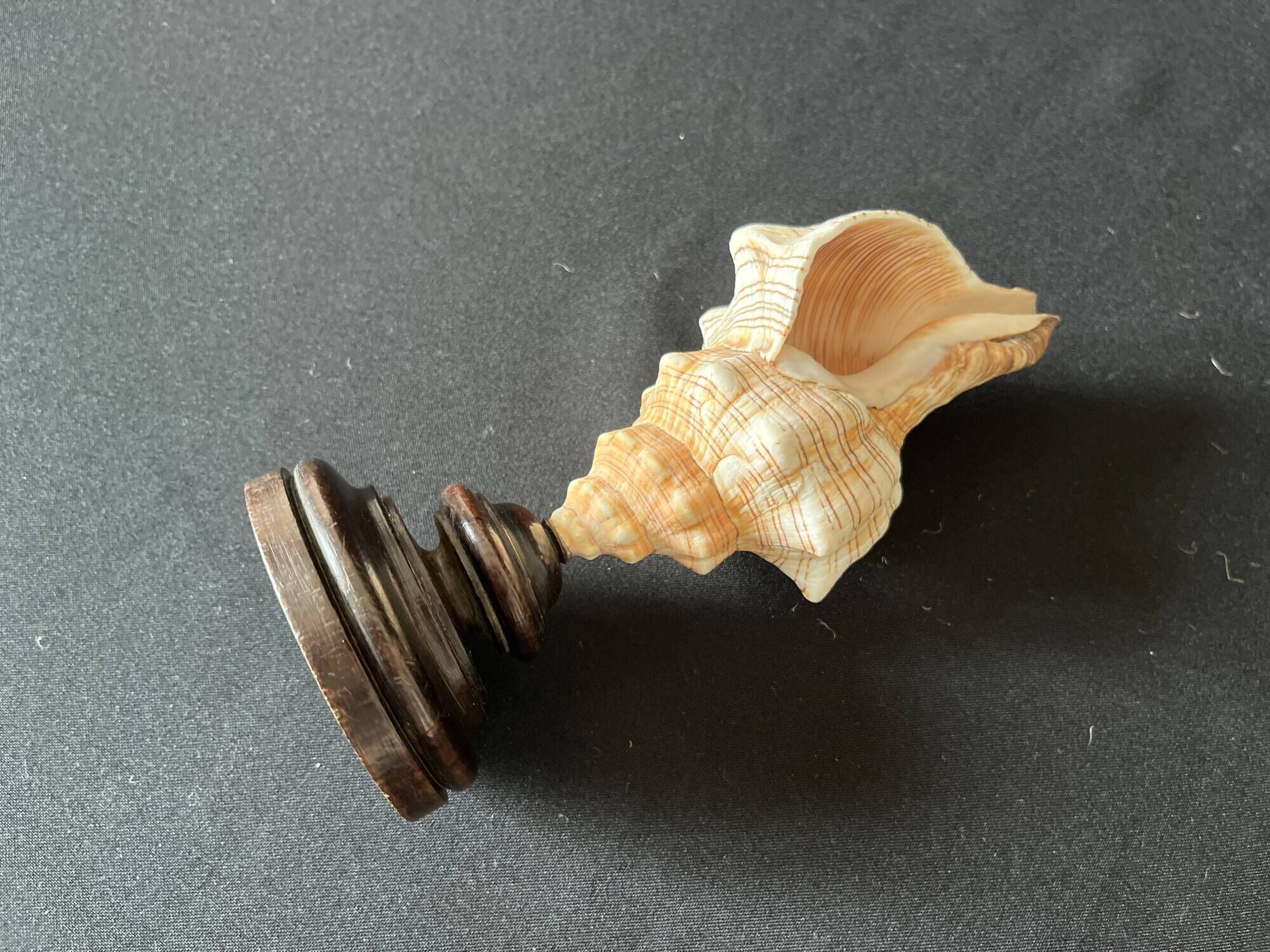 Shell Fasciolaria Trapezium on blackened turned wooden base old cabinet of curiosities