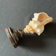 Shell Fasciolaria Trapezium on blackened turned wooden base old cabinet of curiosities