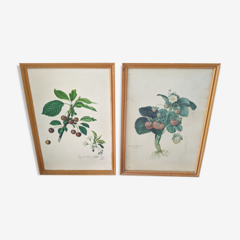 Duo de planches botaniques années 70 horticoles