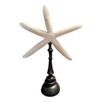 Cabinet of Curiosities white starfish Linckia laevigata on a base