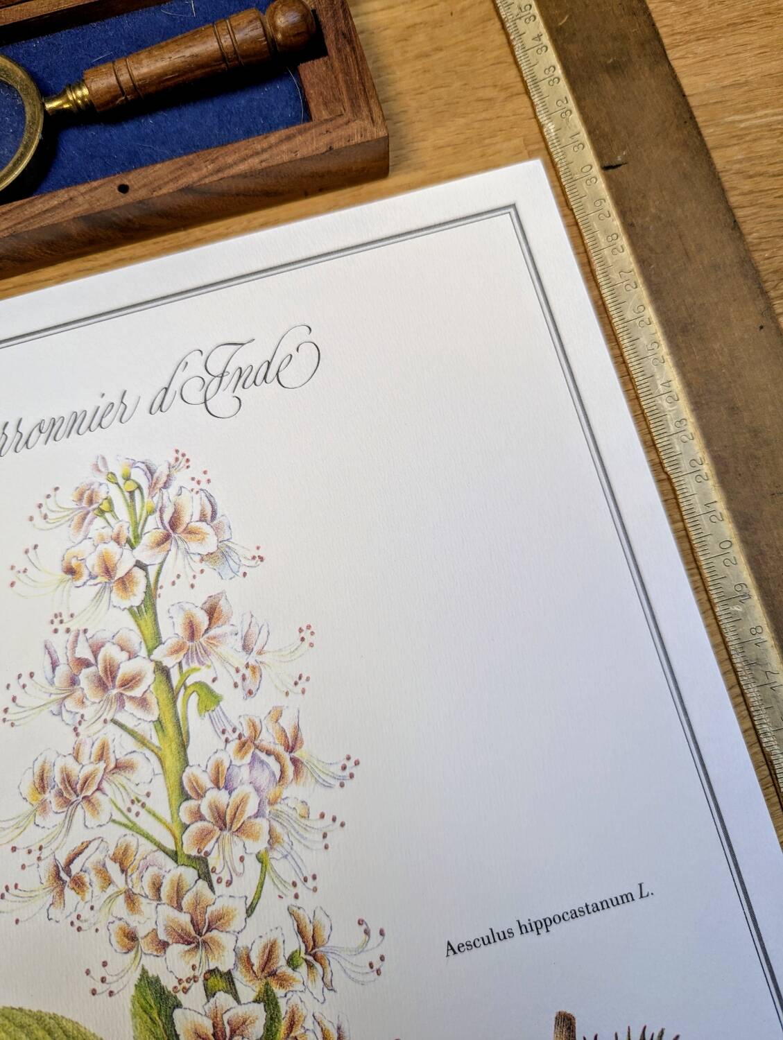 Printed in 1986, the Horse Chestnut. Vintage Botany.