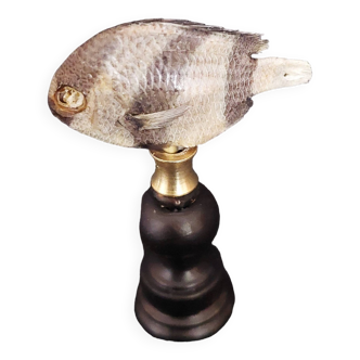 Cabinet de Curiosités poisson naturalisé dascyllus aruanus sur socle