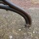 Parrot coat holder in curved wood - Art Nouveau