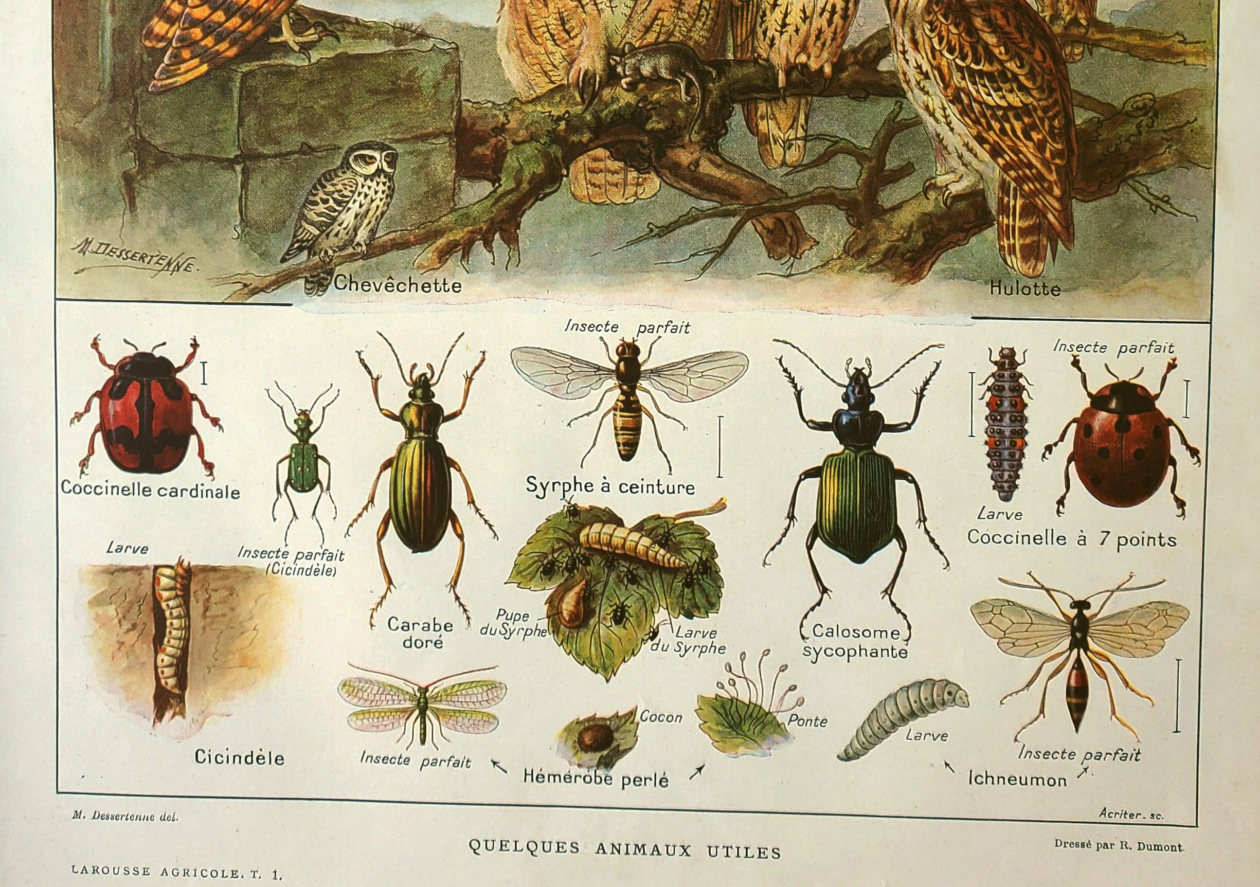 Old lithograph 1921 M. Dessertenne - Wild animals called "useful"