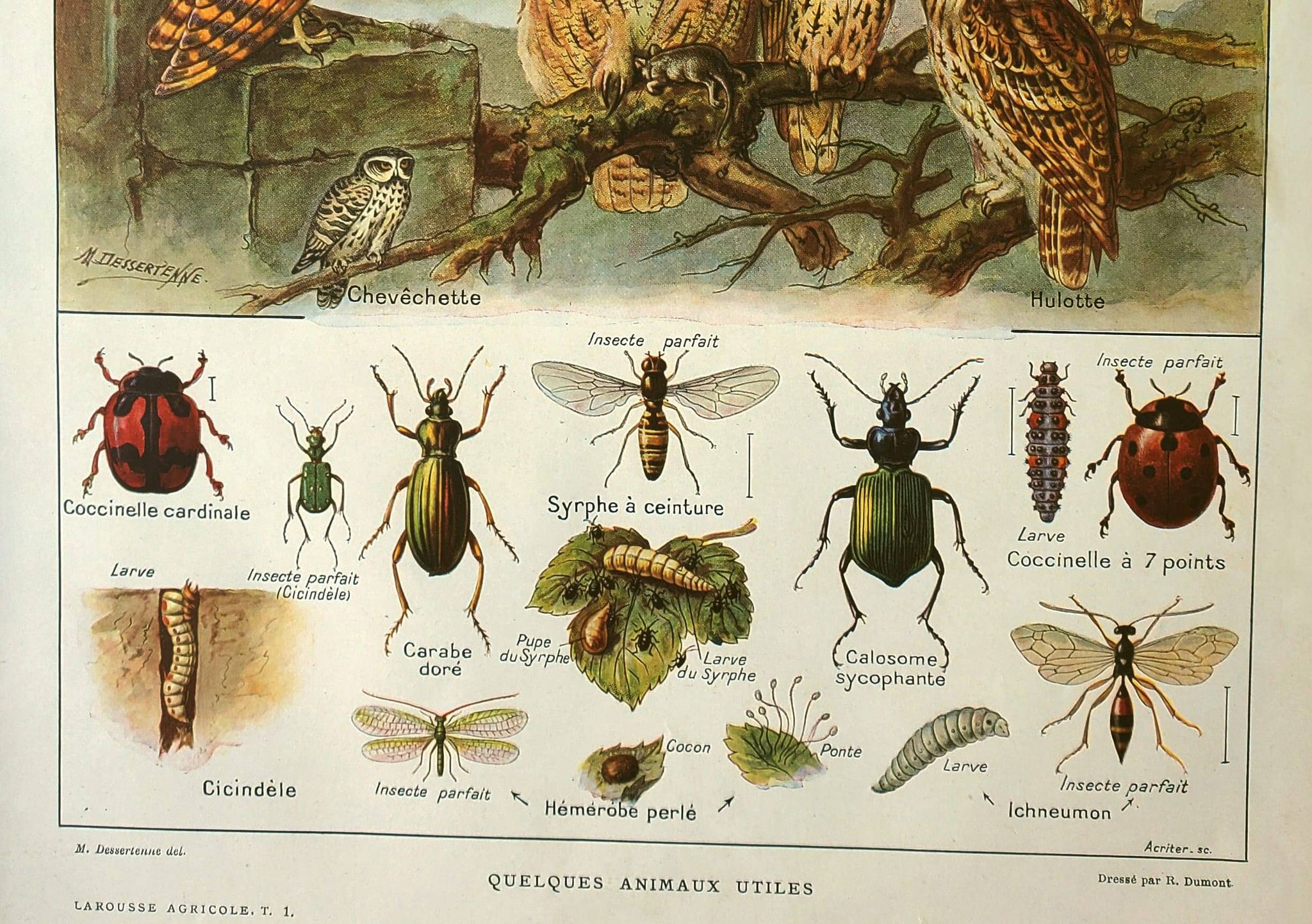 Lithographie ancienne 1921  M. Dessertenne - Animaux sauvages dit "utiles"