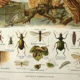 Old lithograph 1921 M. Dessertenne - Wild animals called "useful"