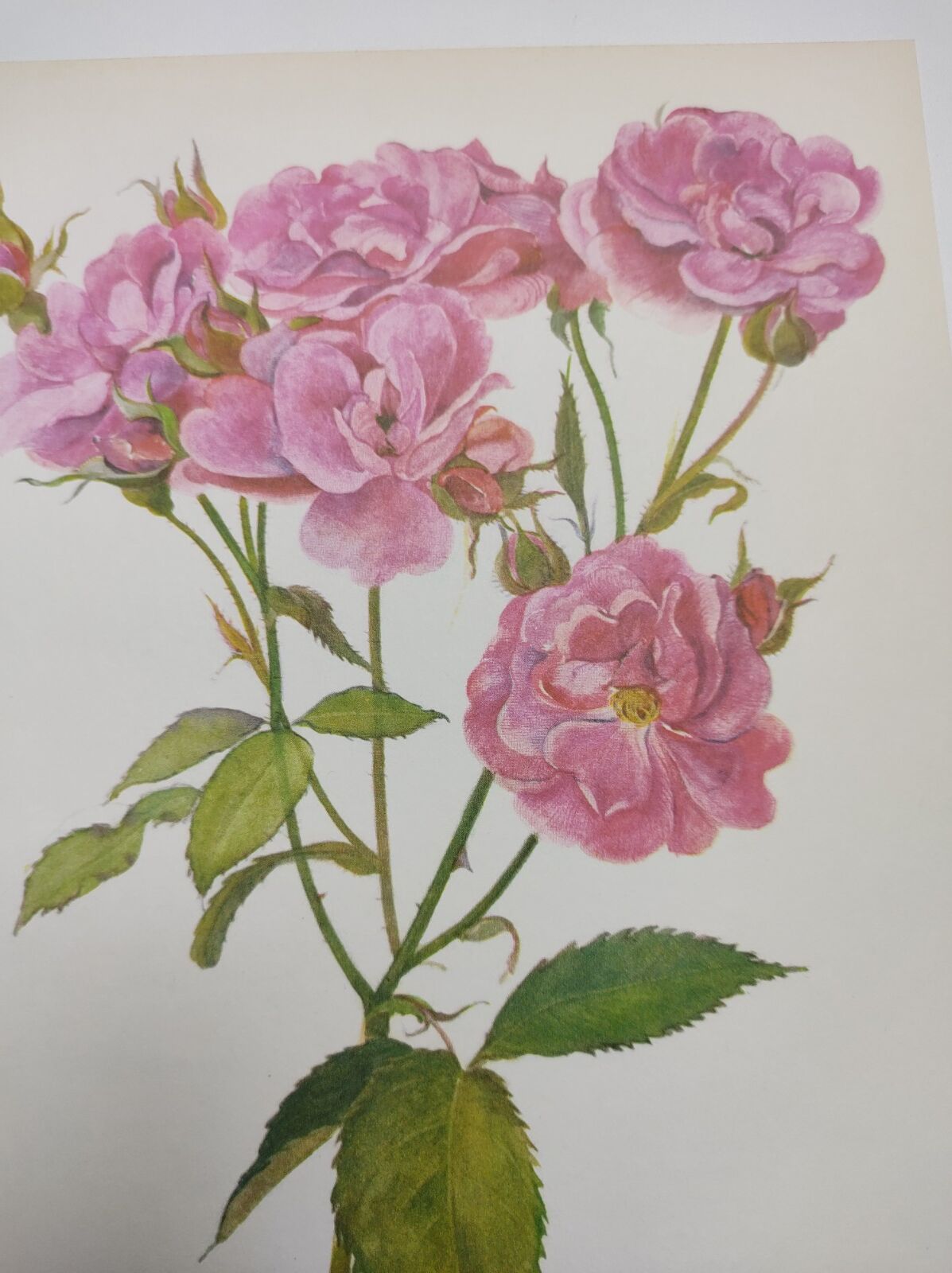 Rose botanical board - Vintage original from 1968 - Joseph Guy🌹