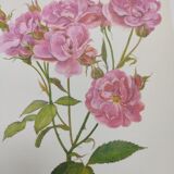Rose botanical board - Vintage original from 1968 - Joseph Guy🌹