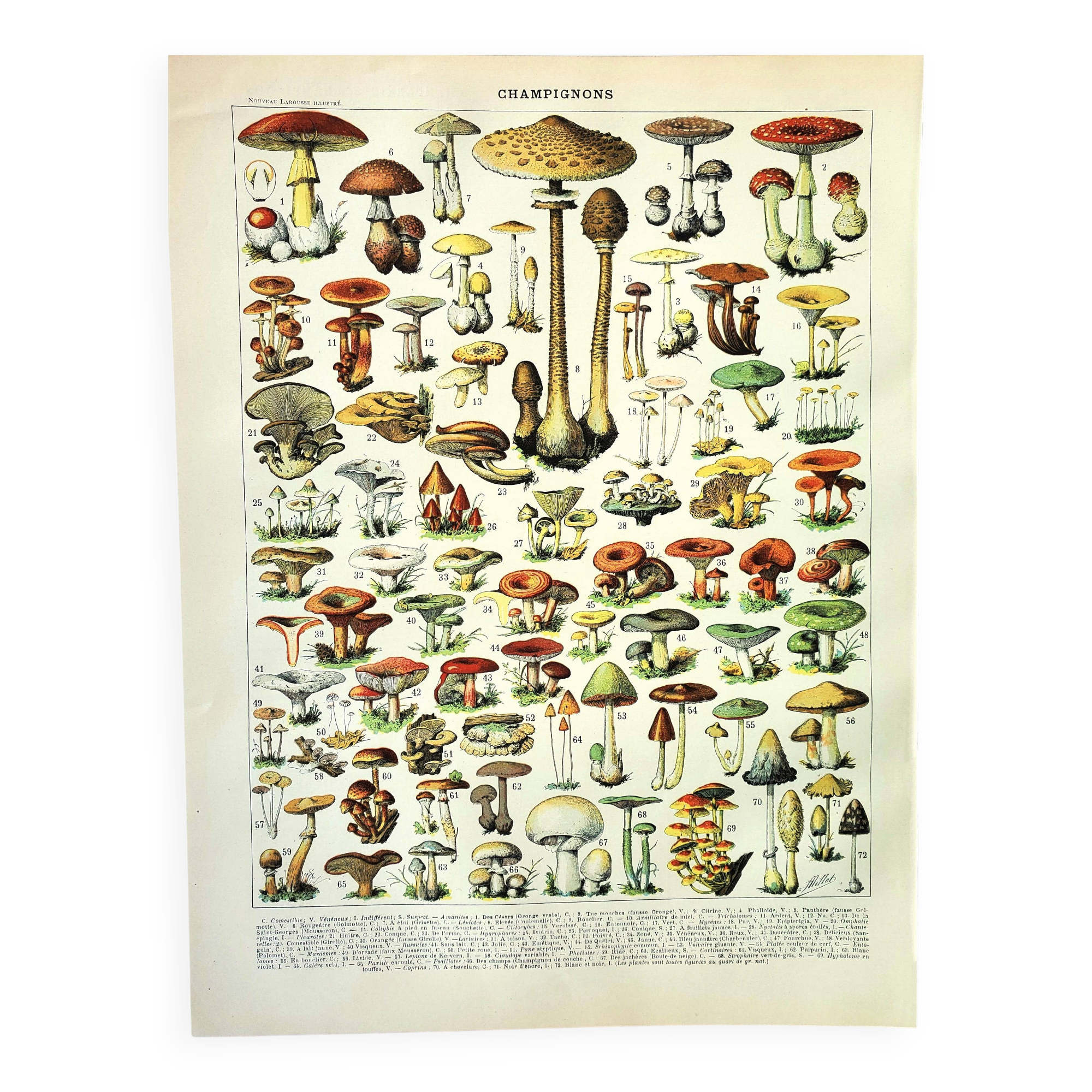 Botanical engraving 1897 A. Millot - Mushroom 1, picking