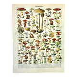 Botanical engraving 1897 A. Millot - Mushroom 1, picking