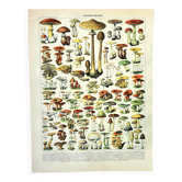 Botanical engraving 1897 A. Millot - Mushroom 1, picking