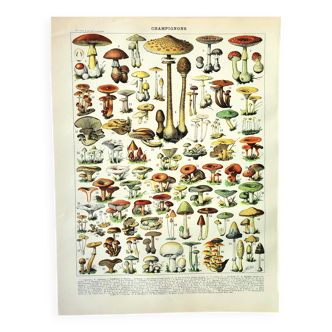 Botanical engraving 1897 A. Millot - Mushroom 1, picking