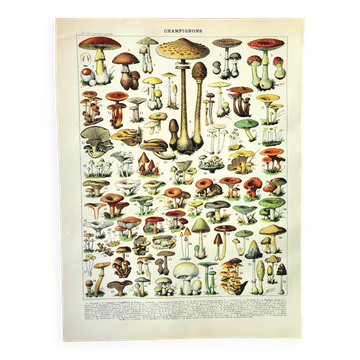 Gravure botanique 1897 A. Millot - Champignon 1, cueillette