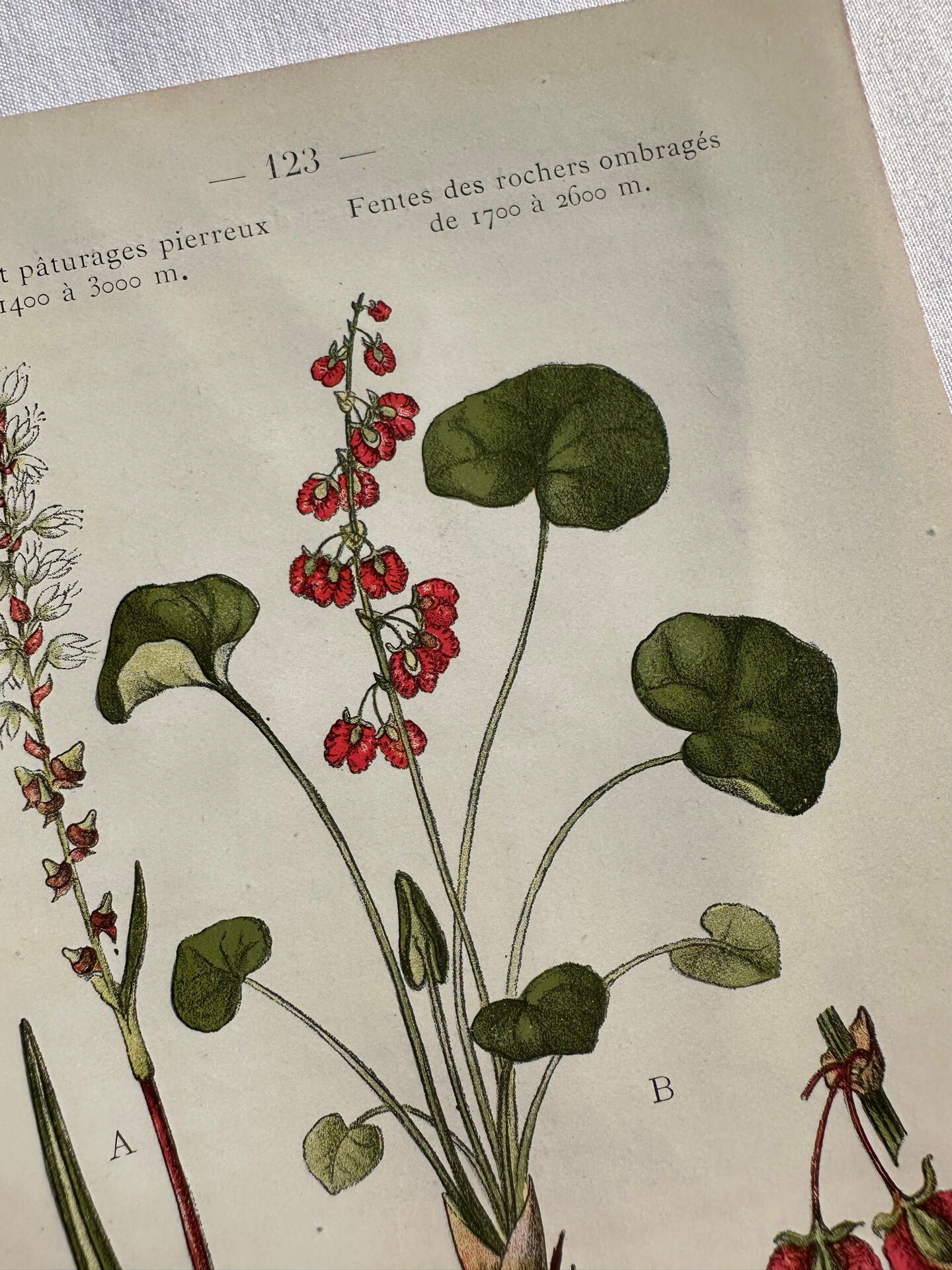 Naturalist Plate – 19th Century Botanical Engraving, Double-Sided