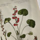 Naturalist Plate – 19th Century Botanical Engraving, Double-Sided
