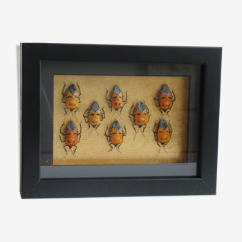 Framed catacanthus incarnatus