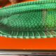 Green fish service Sarreguemines 1950s in new condition.