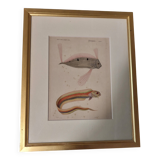 19th century engraving of fish