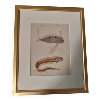 19th century engraving of fish