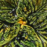 Flat slurry cabbage leaves Vallauris