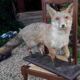 Naturalized European fox with very beautiful coat, put on wooden support – Very good condition