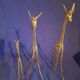 Lot de 3 antilopes en bronze