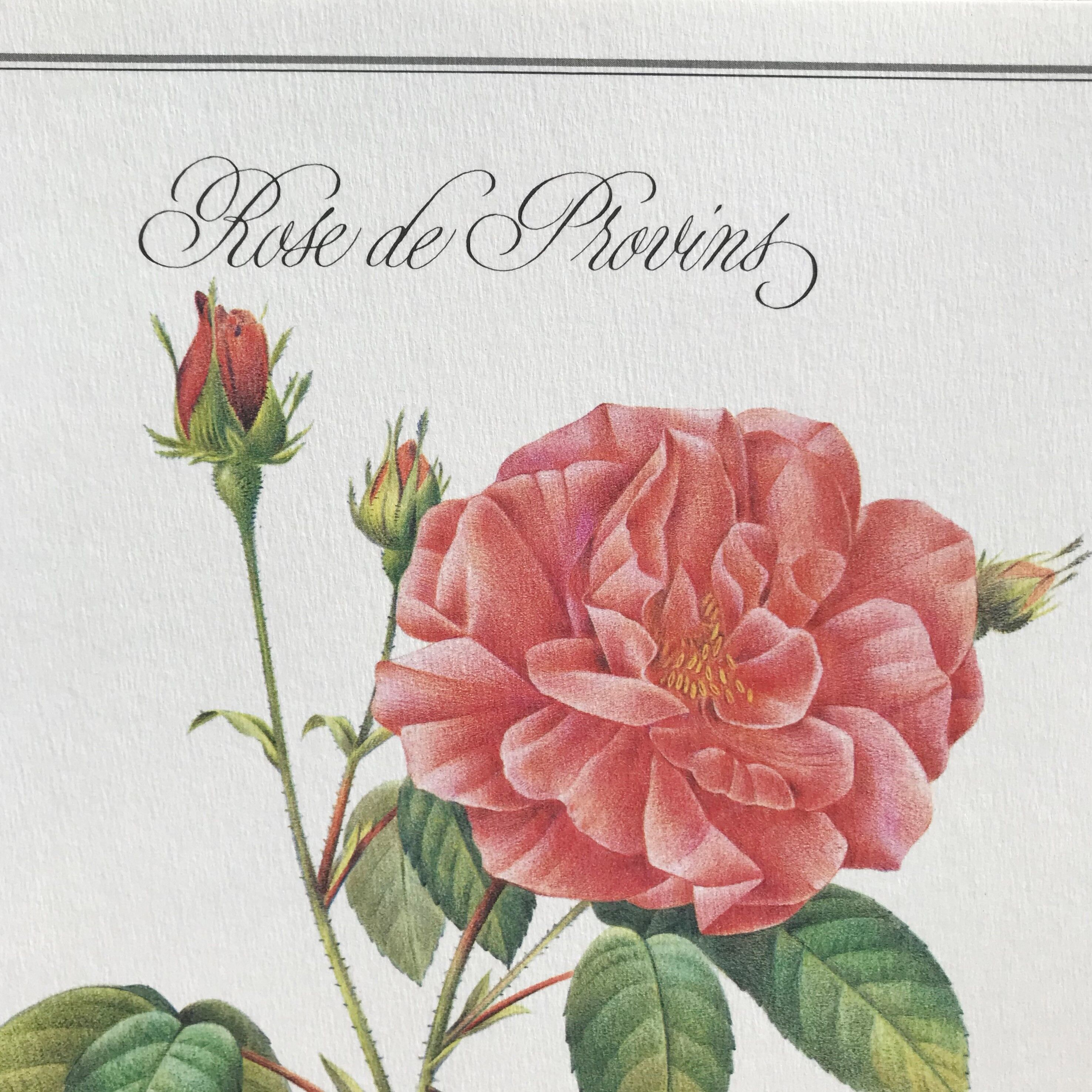 Botanical plank Rose de Provins
